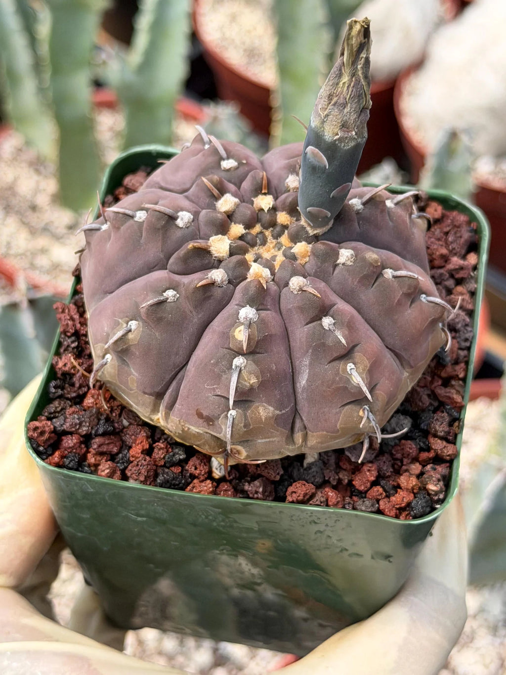 Gymnocalycium Vaterii Single Spine Purple Skin #650 | Rare Seed Grown Live Cactus | Collector Succulent Plant