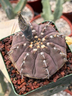 Gymnocalycium Vaterii Single Spine Purple Skin #650 | Rare Seed Grown Live Cactus | Collector Succulent Plant