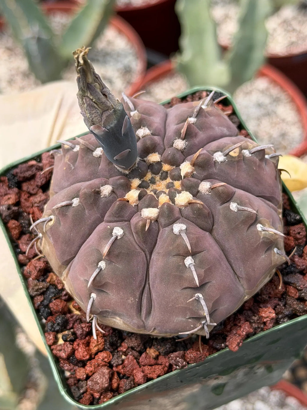 Gymnocalycium Vaterii Single Spine Purple Skin