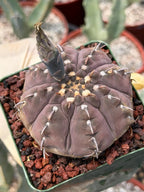 Gymnocalycium Vaterii Single Spine Purple Skin