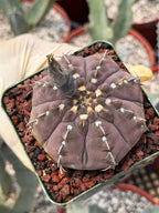 Gymnocalycium Vaterii Single Spine Purple Skin #650 | Rare Seed Grown Live Cactus | Collector Succulent Plant