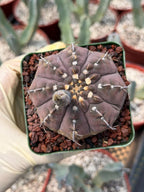 Gymnocalycium Vaterii Single Spine Purple Skin #650 | Rare Seed Grown Live Cactus | Collector Succulent Plant
