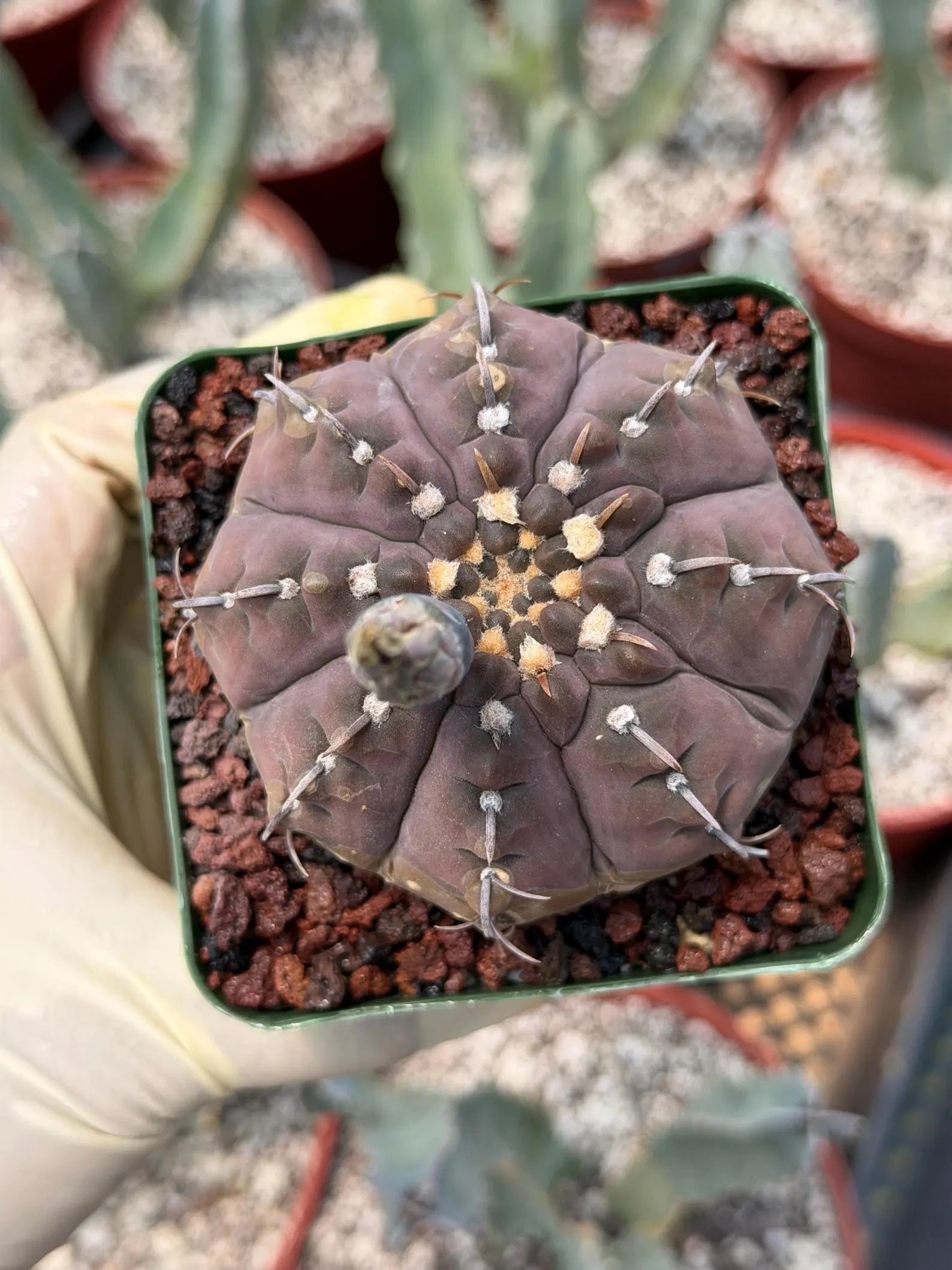 Gymnocalycium Vaterii Single Spine Purple Skin