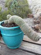 Mammillaria Matudae Walking Cactus with Pups