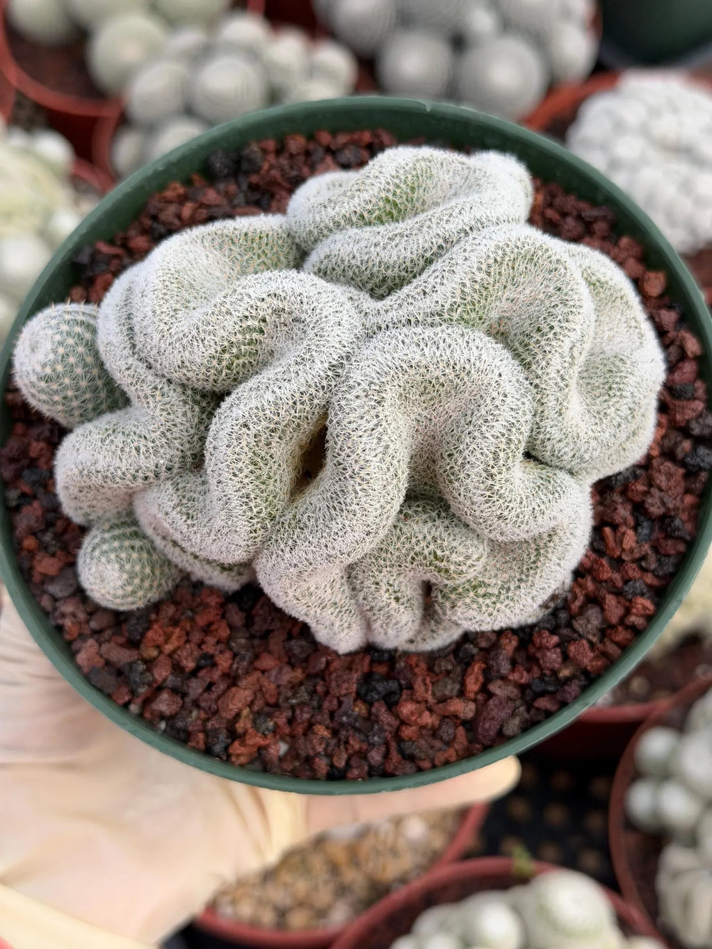 Crested Mammillaria Perbella #569 | Rare Seed Grown Cactus | Live Collector Plant