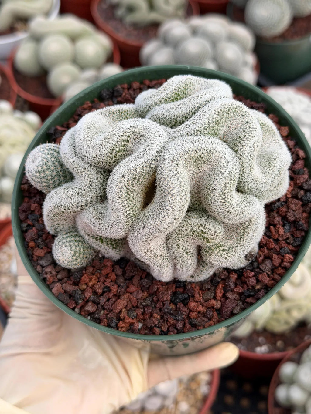 Crested Mammillaria Perbella #569 | Rare Seed Grown Cactus | Live Collector Plant