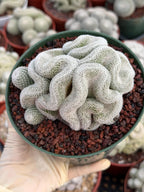 Crested Mammillaria Perbella #569 | Rare Seed Grown Cactus | Live Collector Plant
