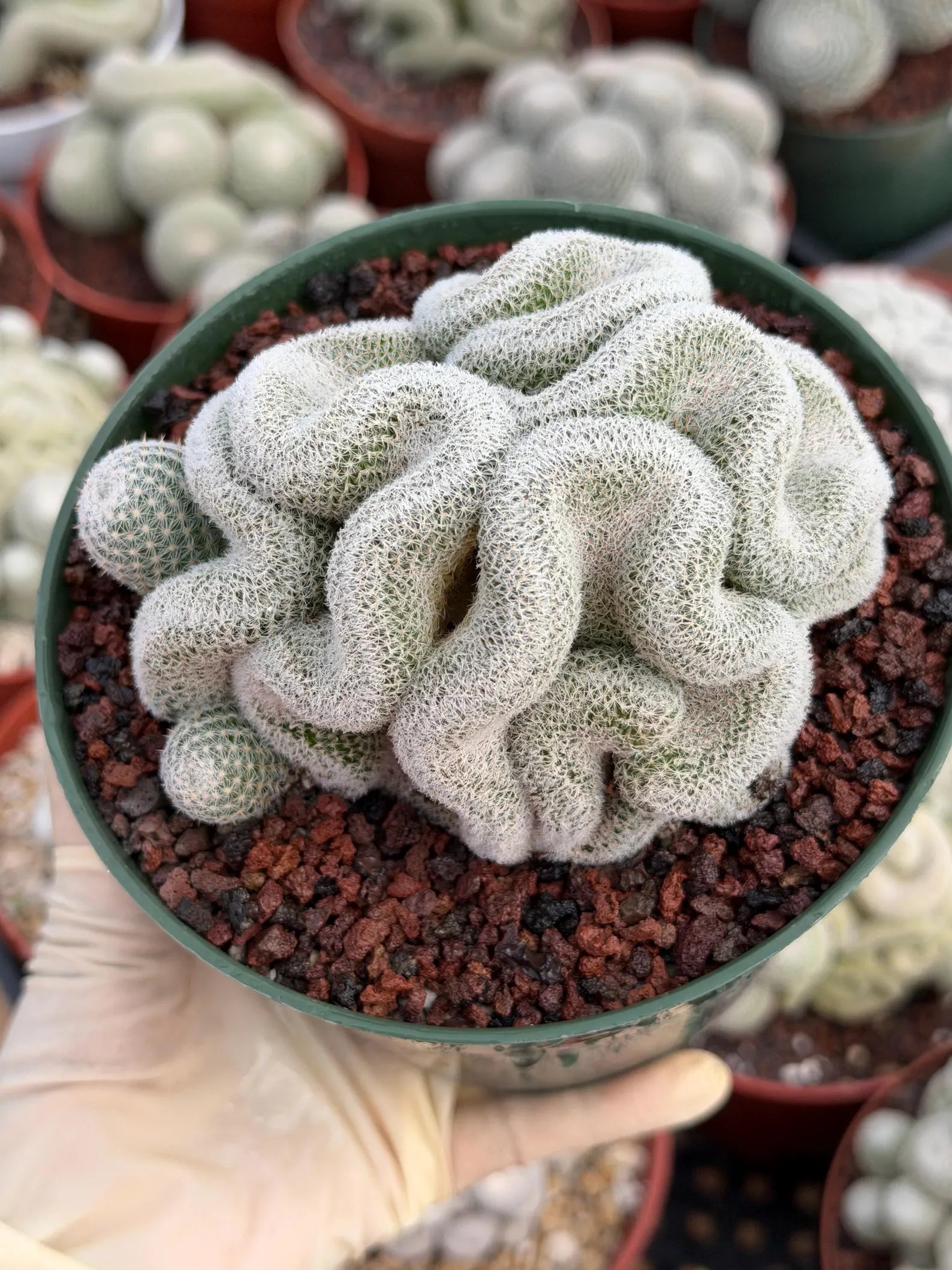 Crested Mammillaria Perbella #569 | Rare Seed Grown Cactus | Live Collector Plant