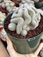 Crested Mammillaria Perbella #569 | Rare Seed Grown Cactus | Live Collector Plant