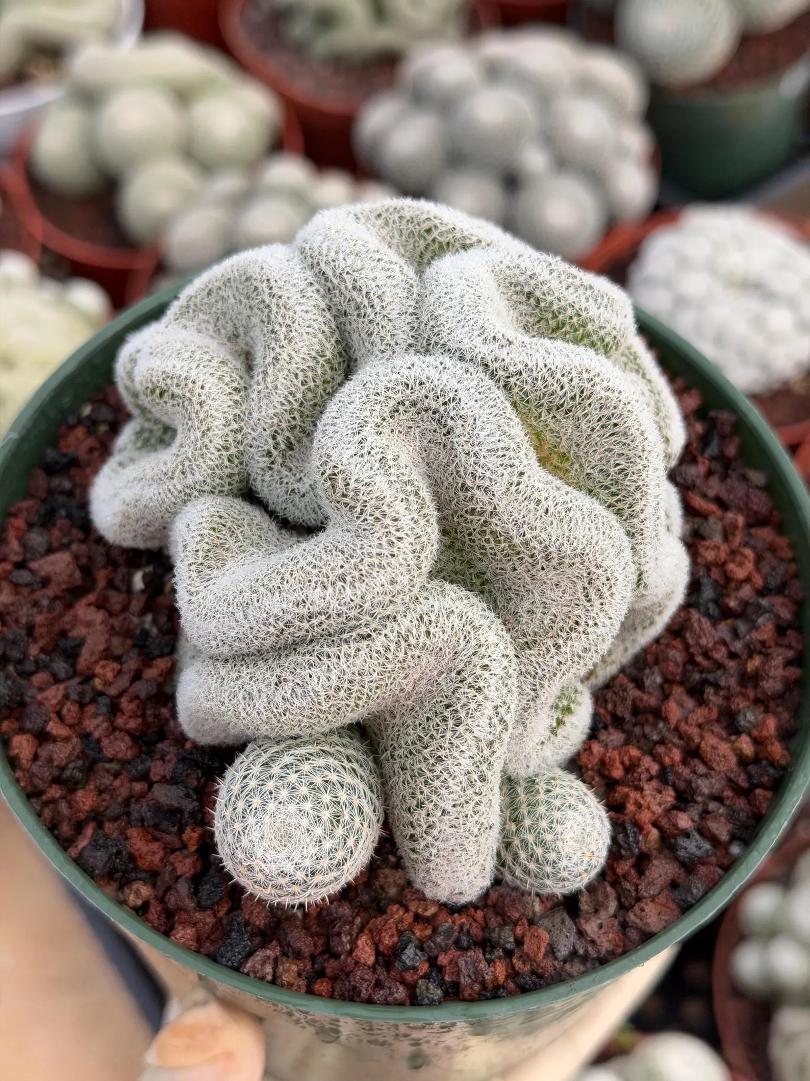 Crested Mammillaria Perbella #569 | Rare Seed Grown Cactus | Live Collector Plant