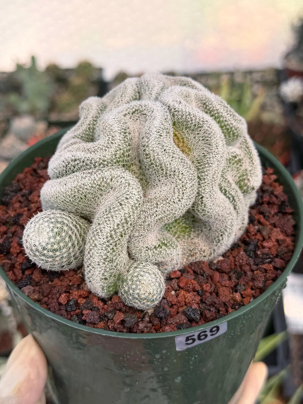 Crested Mammillaria Perbella #569 | Rare Seed Grown Cactus | Live Collector Plant