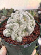 Crested Mammillaria Perbella #569 | Rare Seed Grown Cactus | Live Collector Plant