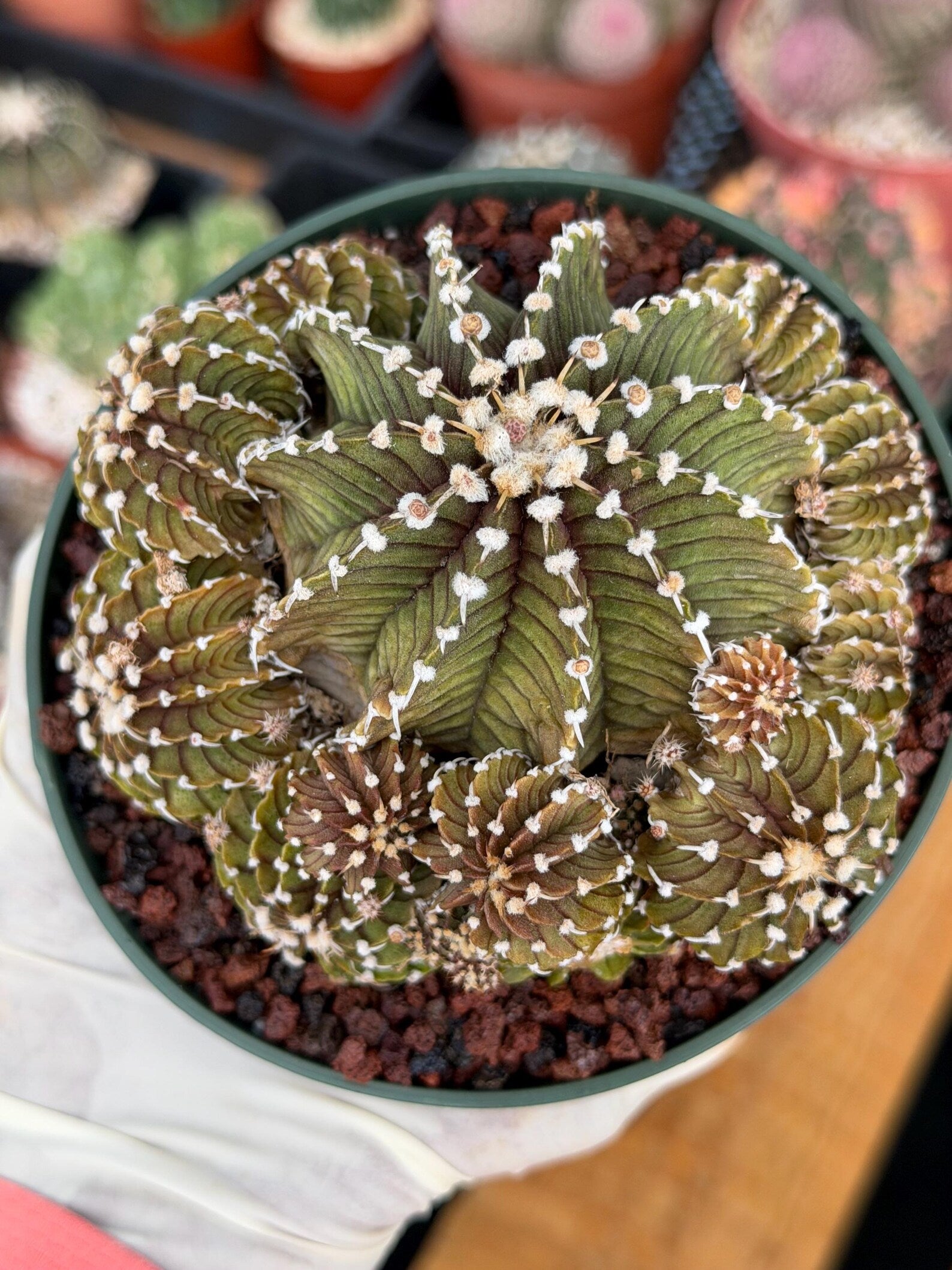 Gymnocalycium LB Cluster Rare Seed Grown Live Cactus – Similar Collector Plant #104