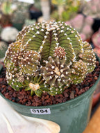 Gymnocalycium LB Cluster Rare Seed Grown Live Cactus – Similar Collector Plant #104