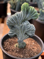 Crested Blue Myrtle Cactus – Rare Crested Live Cactus | Easy Care Succulent | Collector Plant | Exact Plant #268