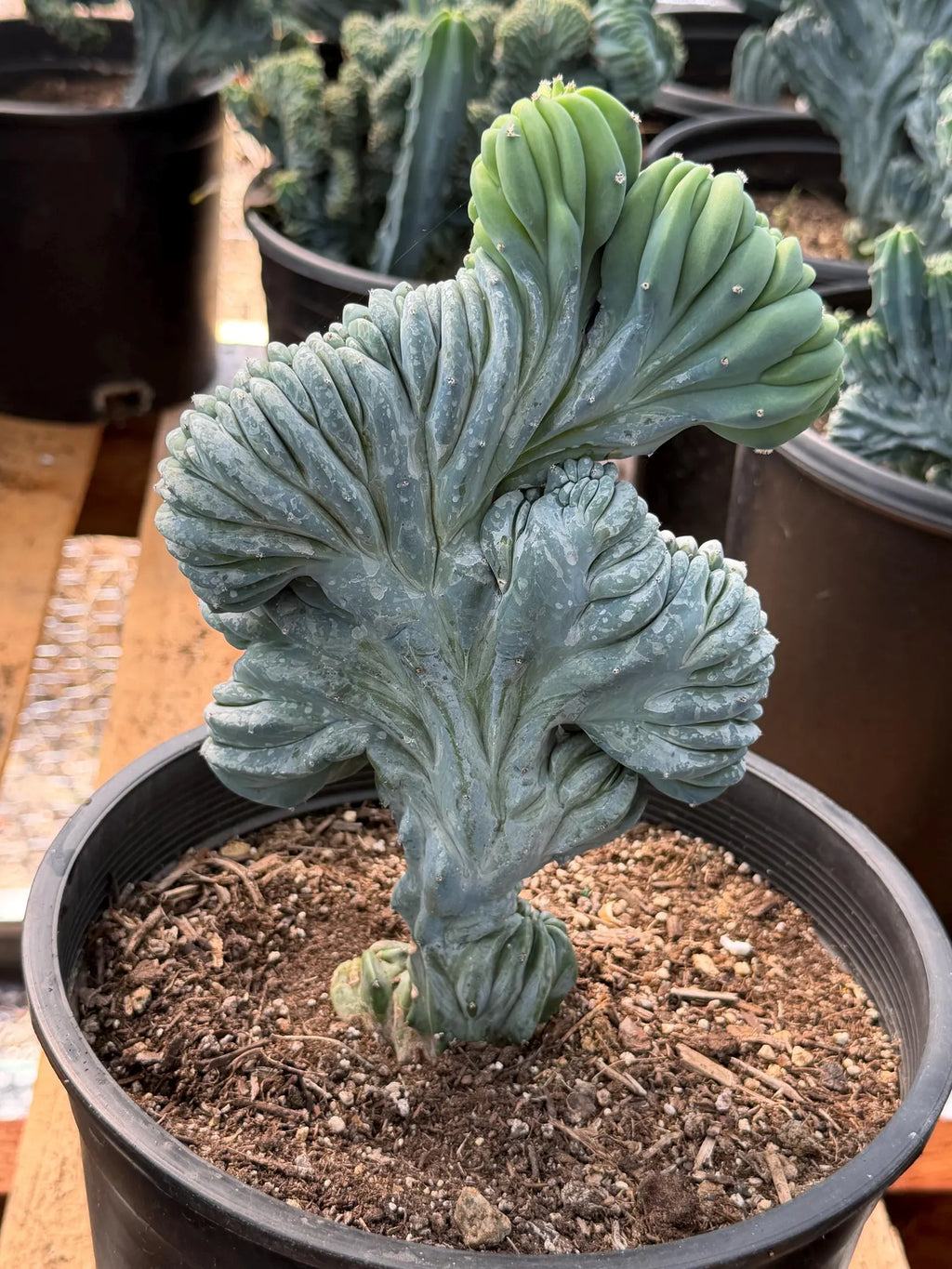 Crested Blue Myrtle Cactus – Rare Crested Live Cactus | Easy Care Succulent | Collector Plant | Exact Plant #268