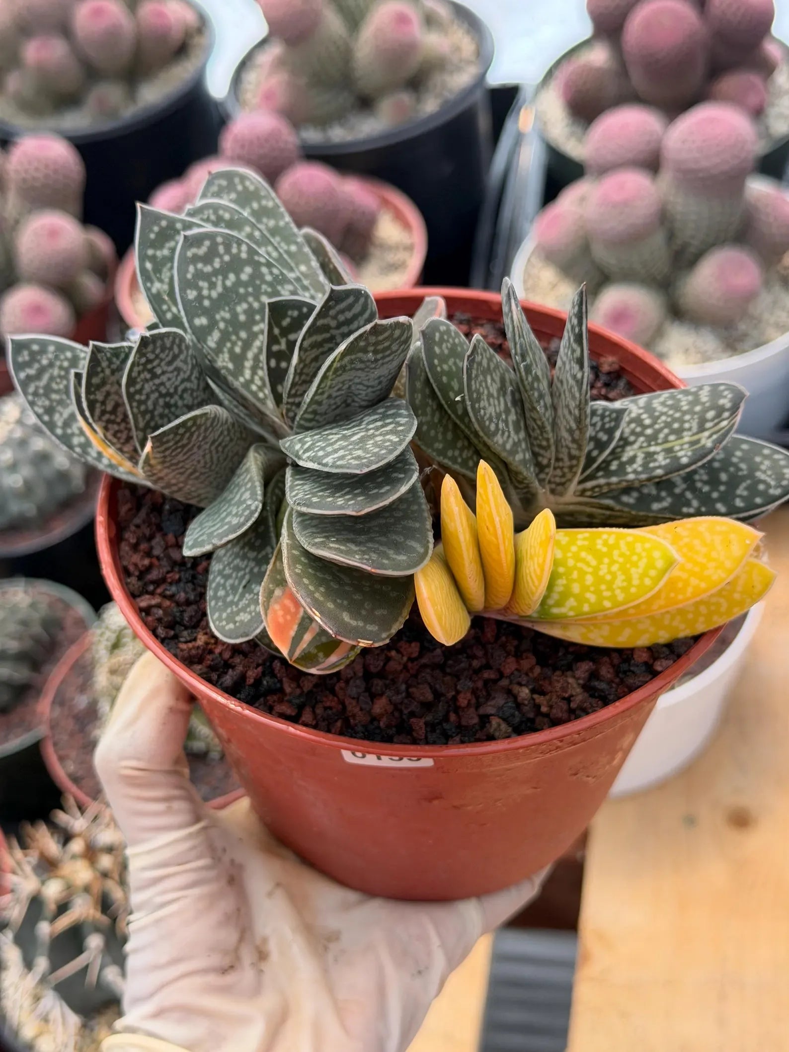 Variegated Gasteria Cluster #153 | Rare Live Succulent
