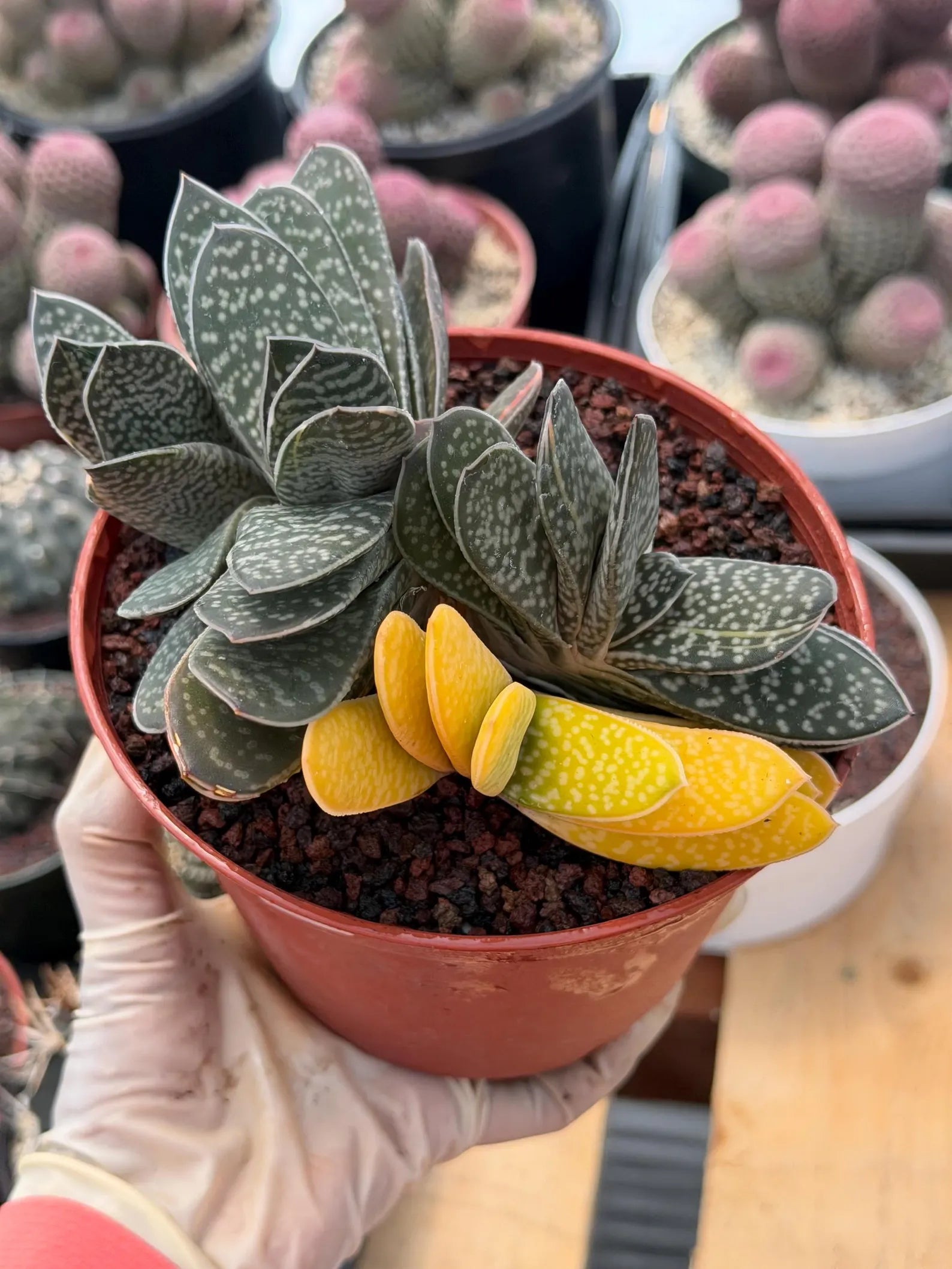 Variegated Gasteria Cluster #153 | Rare Live Succulent