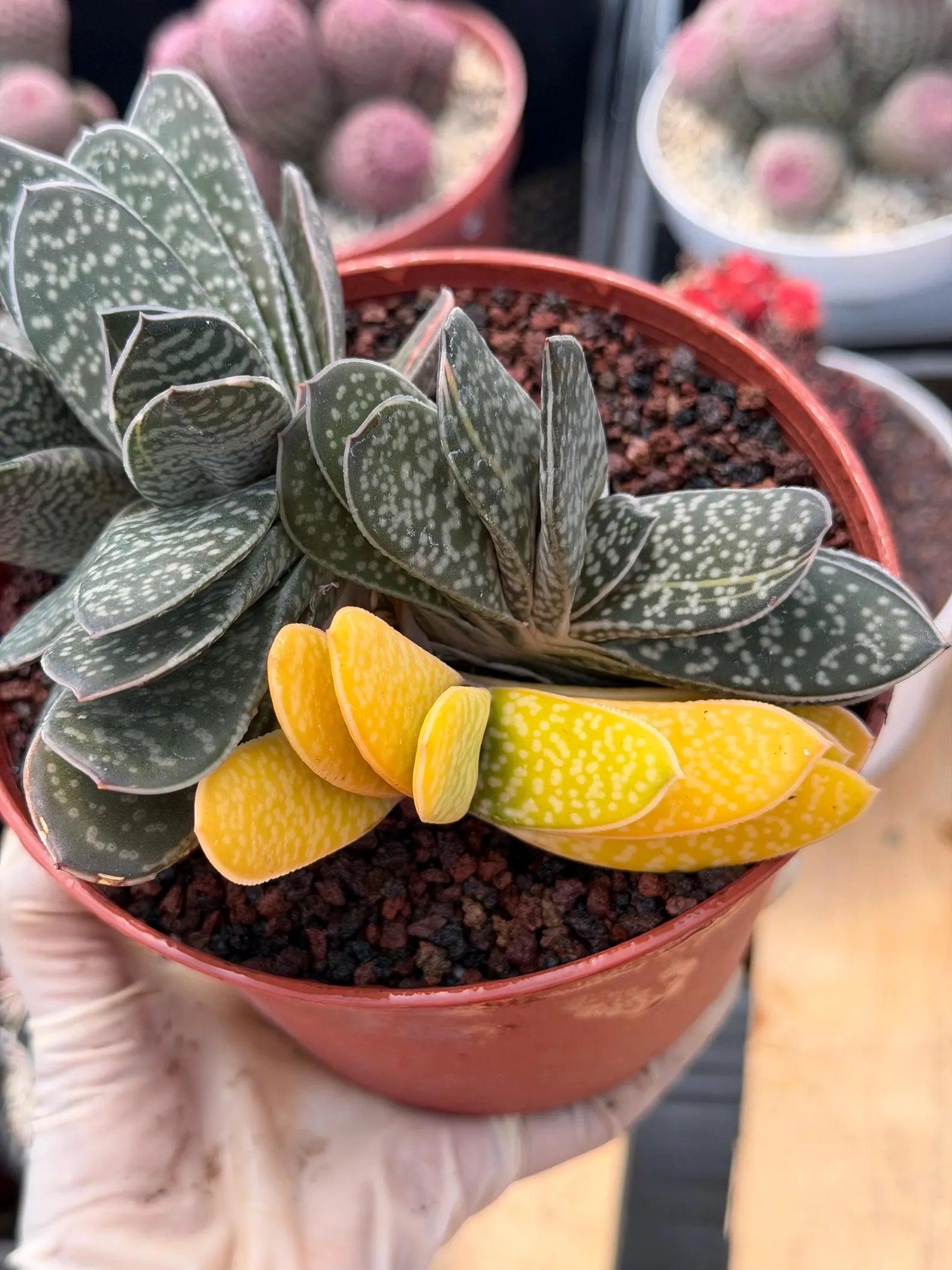 Variegated Gasteria Cluster #153 | Rare Live Succulent