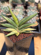 Variegated Sansevieria Sawaddee | Rare Easy-Care Live Houseplant