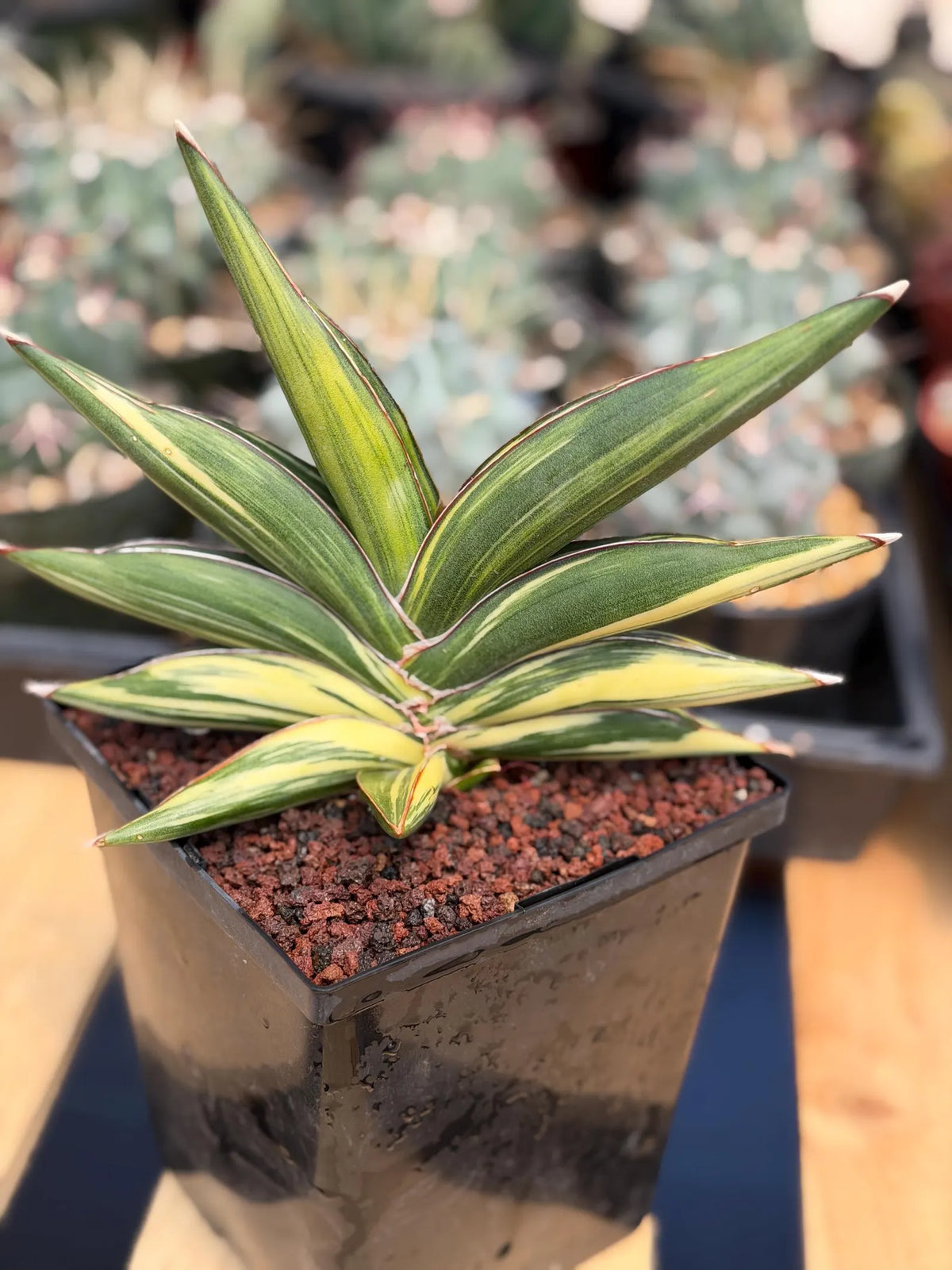 Variegated Sansevieria Sawaddee | Rare Easy-Care Live Houseplant