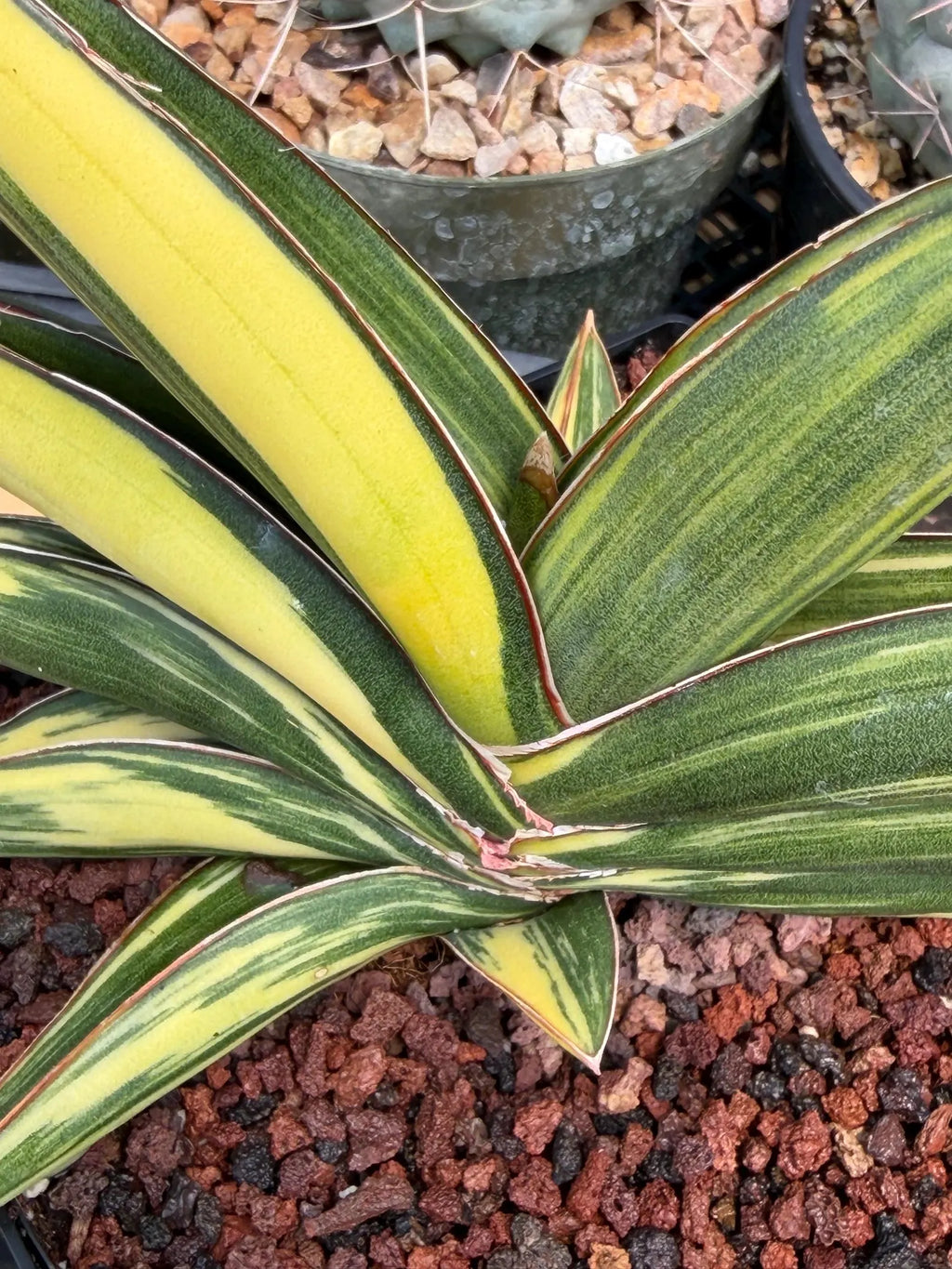 Variegated Sansevieria Sawaddee | Rare Easy-Care Live Houseplant