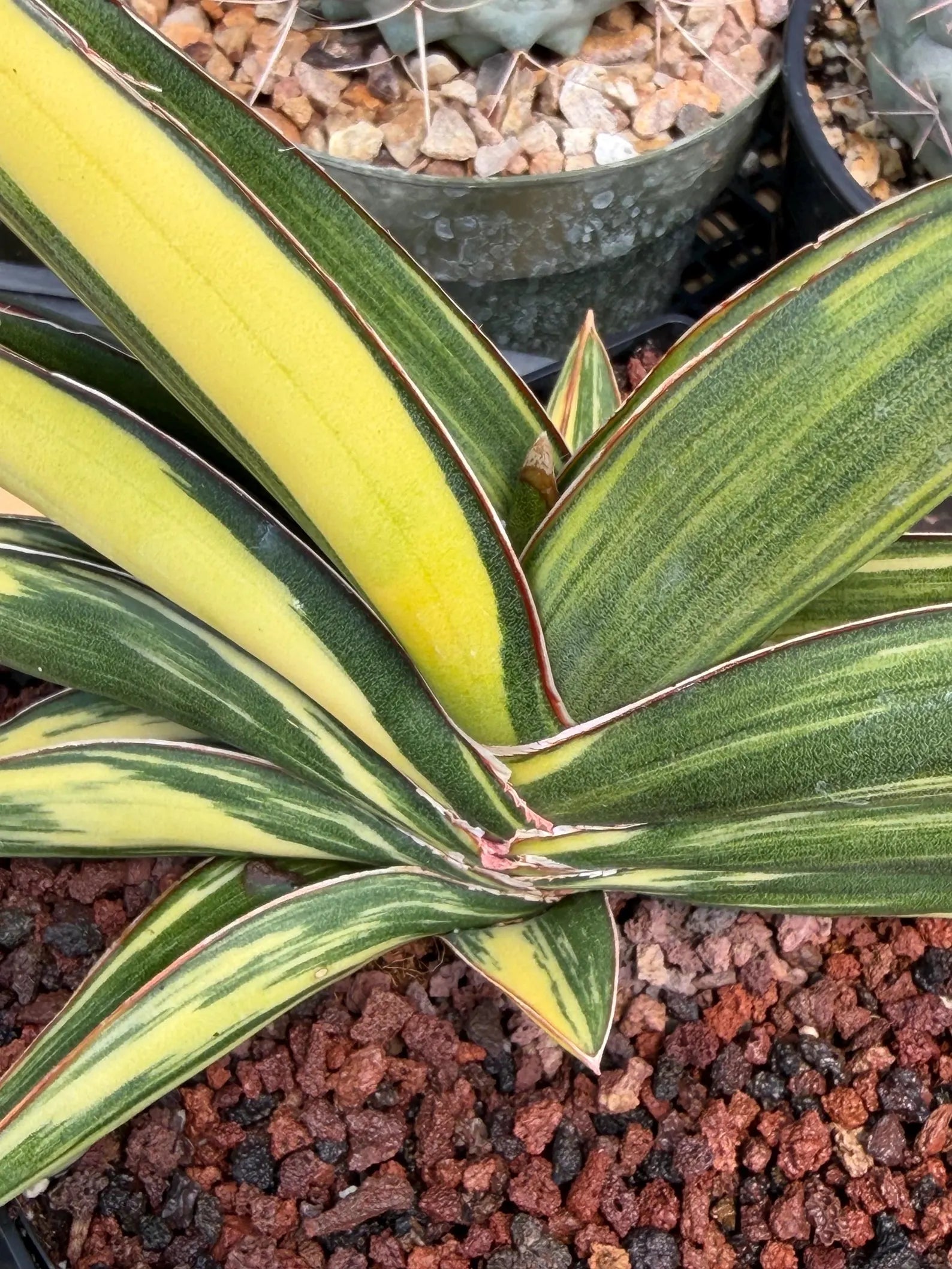 Variegated Sansevieria Sawaddee | Rare Easy-Care Live Houseplant