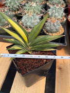 Variegated Sansevieria Sawaddee | Rare Easy-Care Live Houseplant