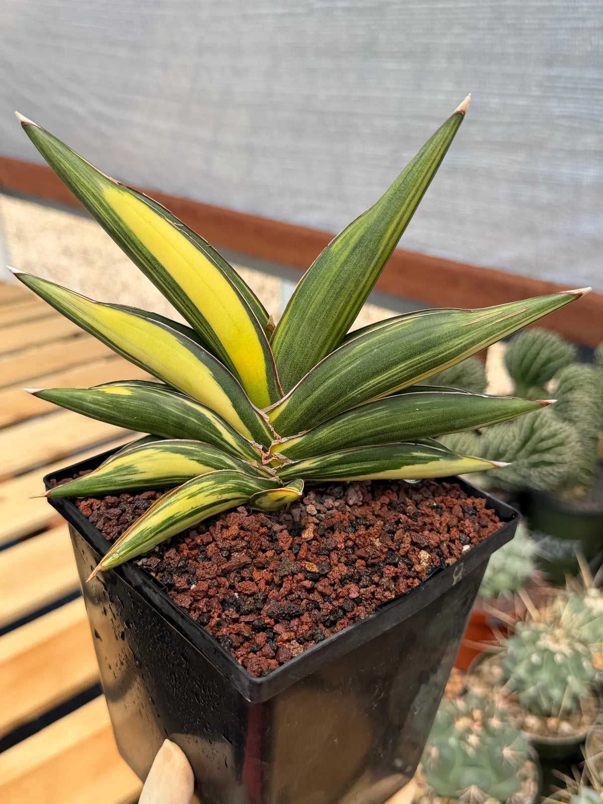 Variegated Sansevieria Sawaddee | Rare Easy-Care Live Houseplant