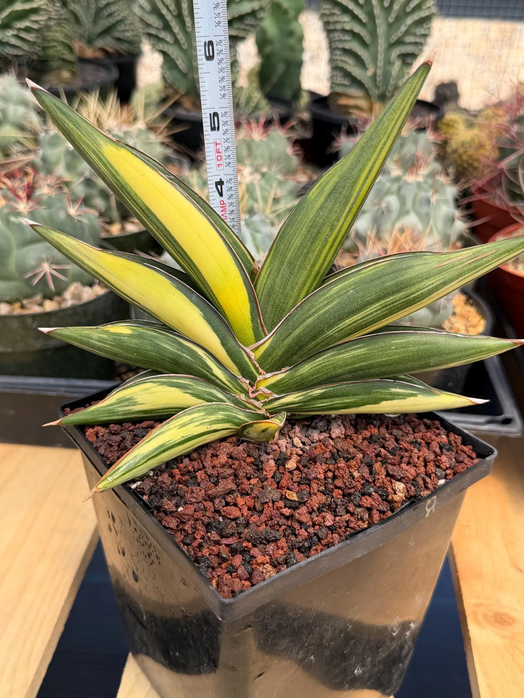 Variegated Sansevieria Sawaddee | Rare Easy-Care Live Houseplant