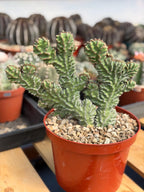 Crested Euphorbia Zigzag Cutting