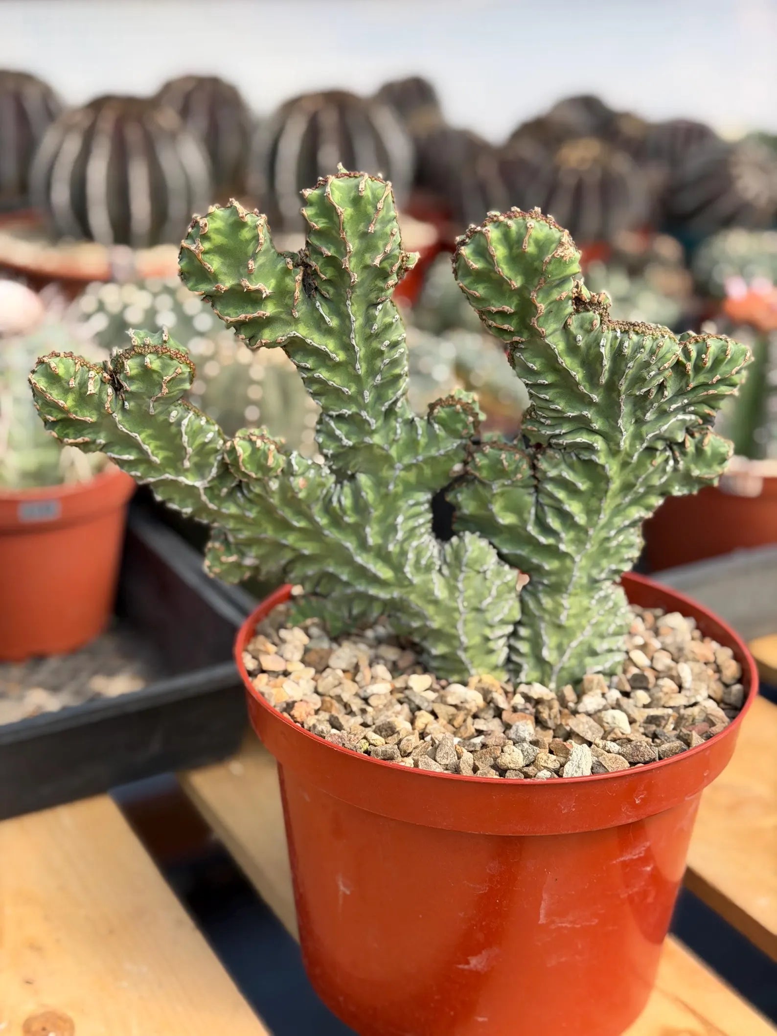 Crested Euphorbia Zigzag Cutting