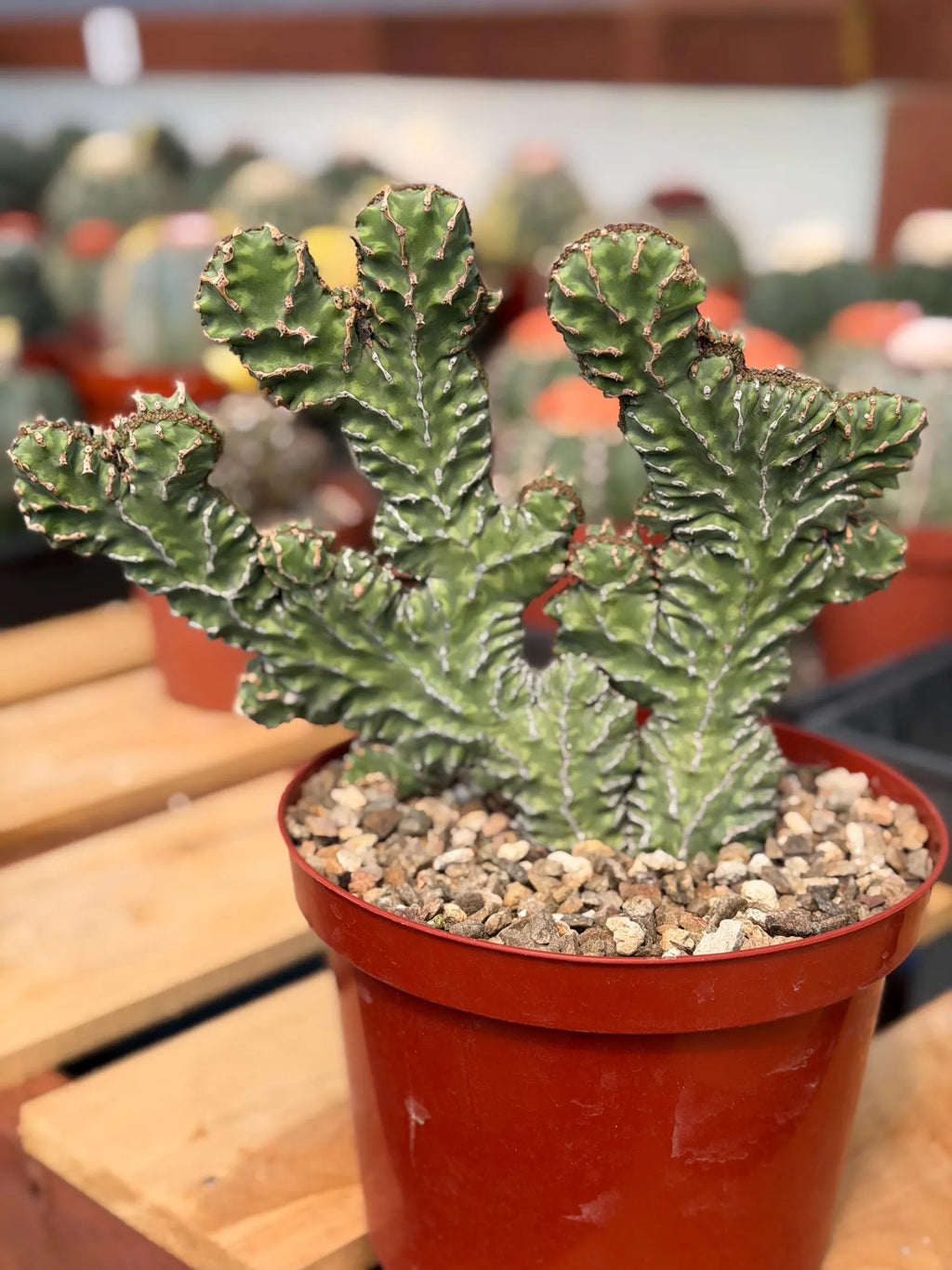 Crested Euphorbia Zigzag Cutting