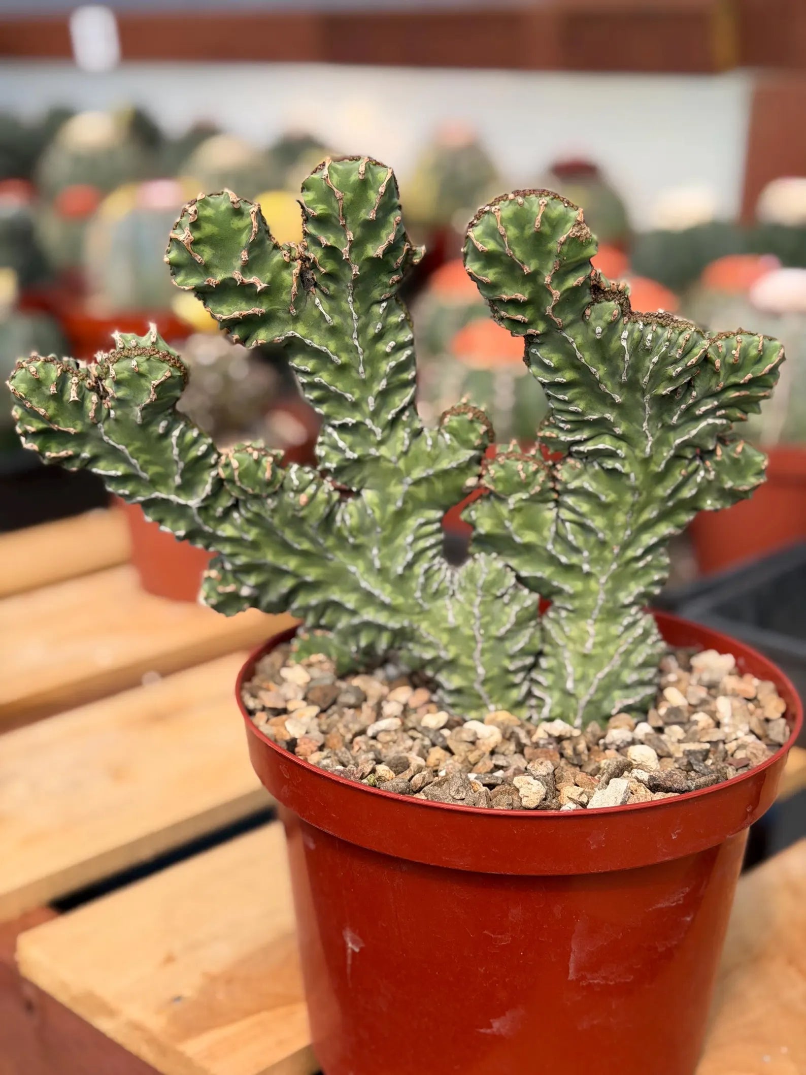 Crested Euphorbia Zigzag Cutting