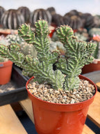 Crested Euphorbia Zigzag Cutting