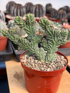 Crested Euphorbia Zigzag Cutting