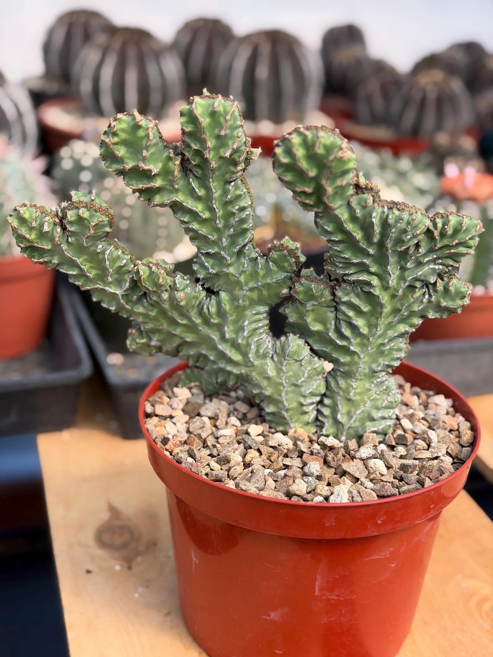 Crested Euphorbia Zigzag Cutting