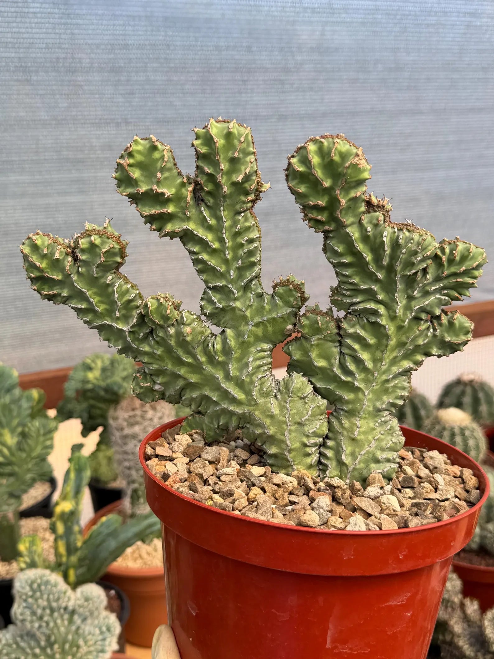 Crested Euphorbia Zigzag Cutting
