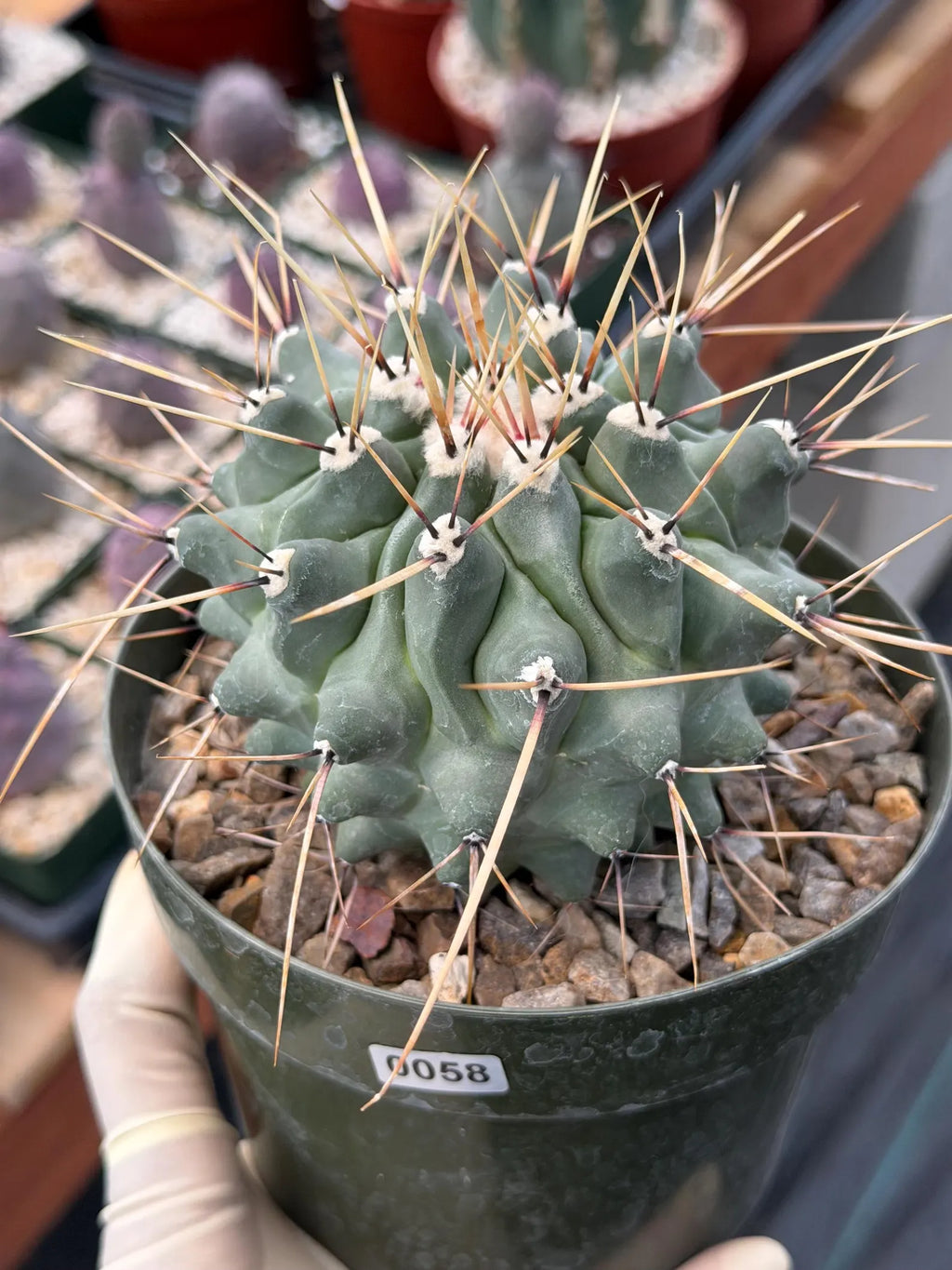 Thelocactus Rinconensis | Seed‑Grown Rare Cactus | Live Plant #58