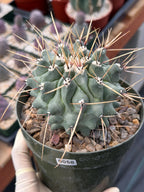 Thelocactus Rinconensis | Seed‑Grown Rare Cactus | Live Plant #58