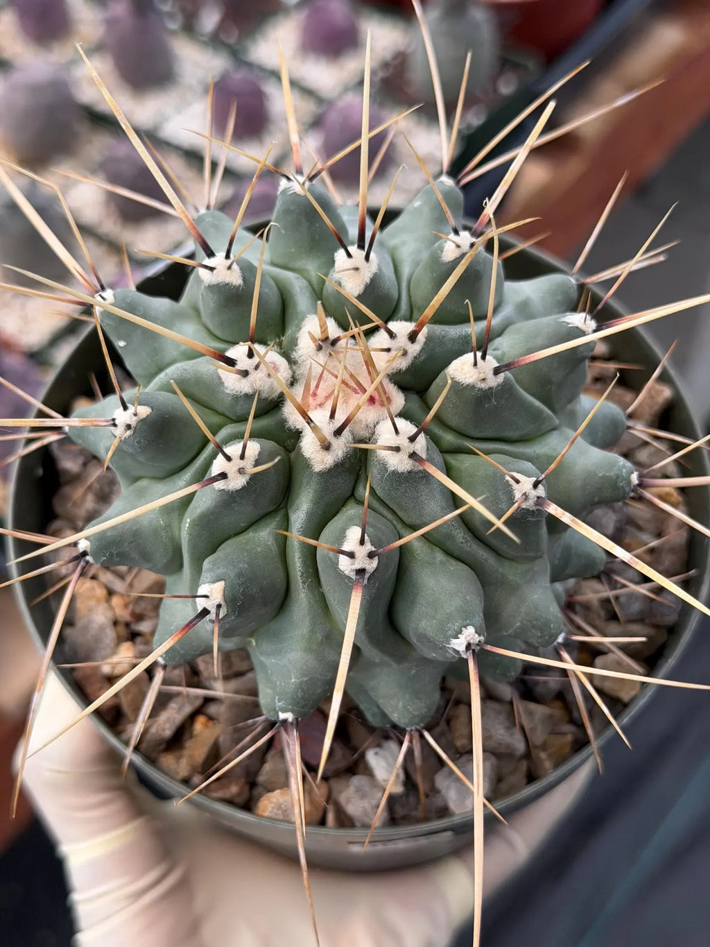 Thelocactus Rinconensis | Seed‑Grown Rare Cactus | Live Plant #58