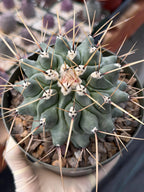 Thelocactus Rinconensis | Seed‑Grown Rare Cactus | Live Plant #58