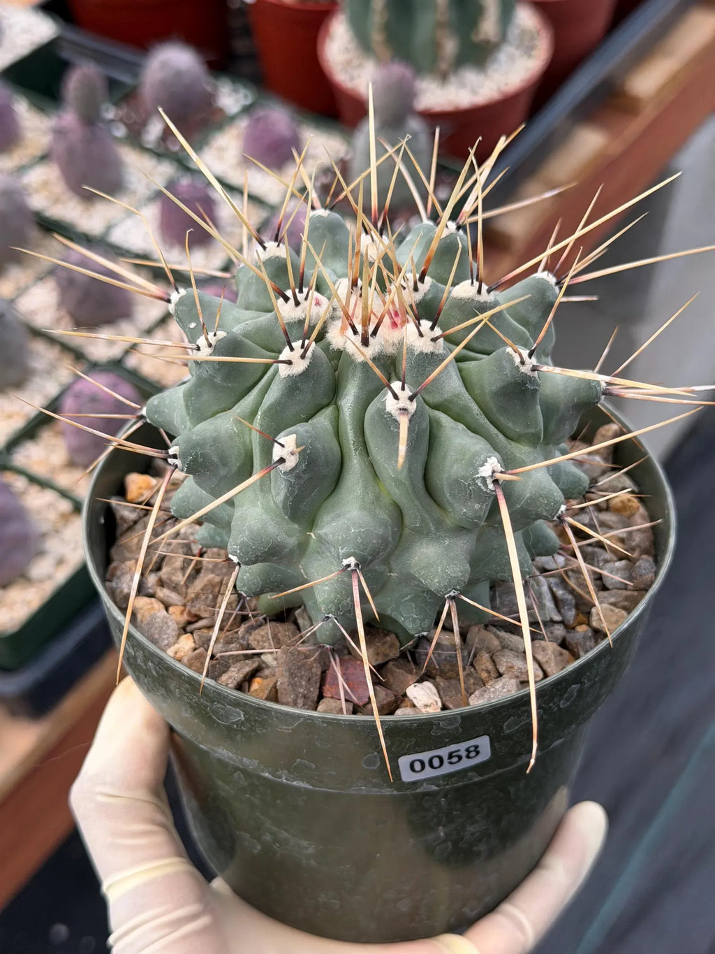 Thelocactus Rinconensis | Seed‑Grown Rare Cactus | Live Plant #58