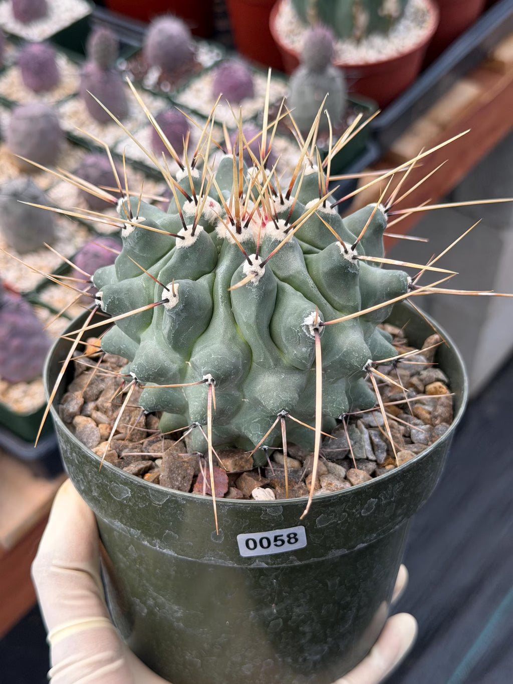 Thelocactus Rinconensis | Seed‑Grown Rare Cactus | Live Plant #58