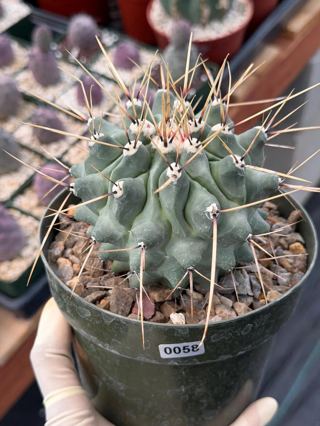 Thelocactus Rinconensis | Seed‑Grown Rare Cactus | Live Plant #58