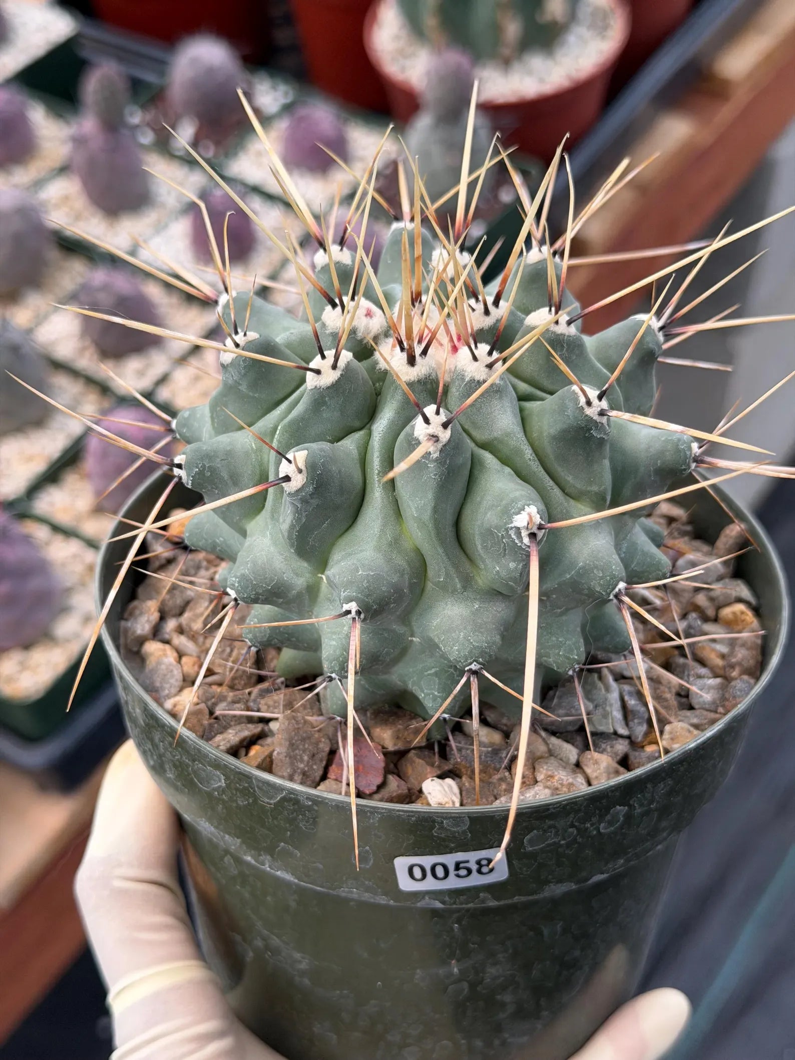Thelocactus Rinconensis | Seed‑Grown Rare Cactus | Live Plant #58