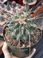 Thelocactus Rinconensis | Seed‑Grown Rare Cactus | Live Plant #58