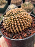 4" Crested Gymnocalycium Inermis | Seed Grown Rare Cactus | Live Plant #590