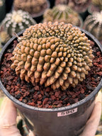 4" Crested Gymnocalycium Inermis | Seed Grown Rare Cactus | Live Plant #590