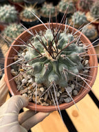 Thelocactus Rinconensis | Rare Seed‑Grown Cactus | Live Plant